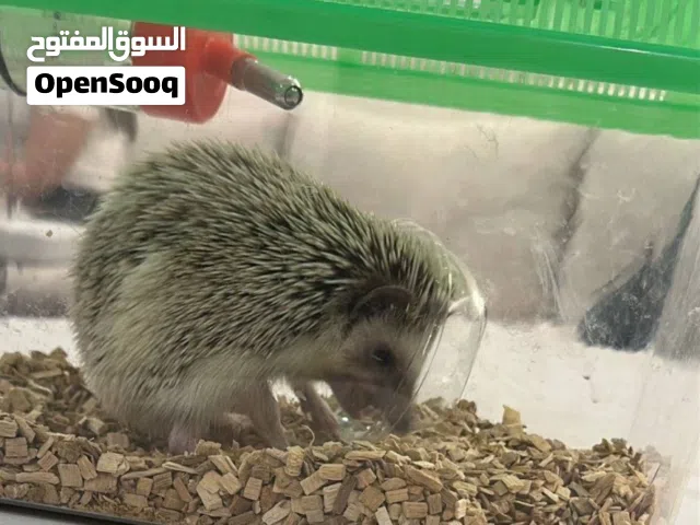 قمفذ بري للبيع