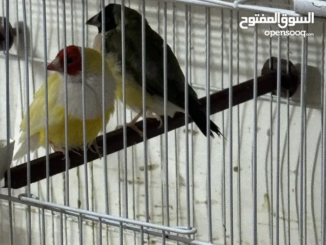 Healthy birds with cadge
