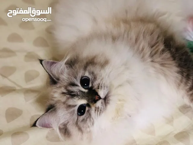 Cat for sale