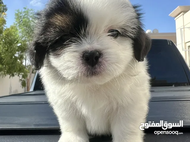 Shih Tzu Male / Female also Available