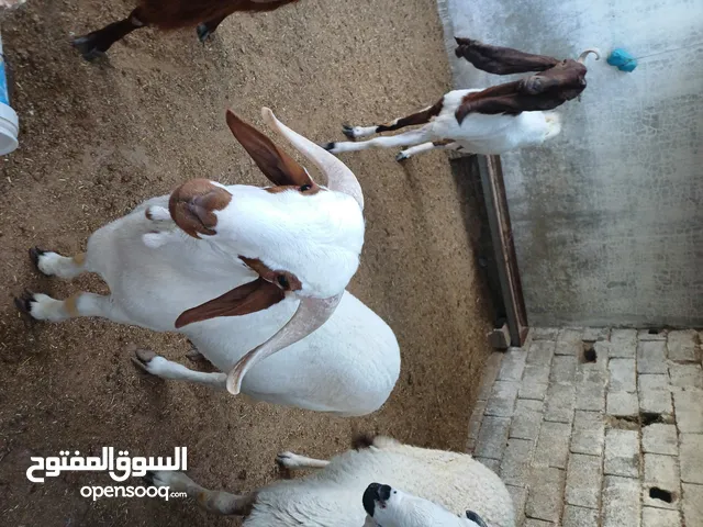 زوز حوالة بسم الله ماشاء الله