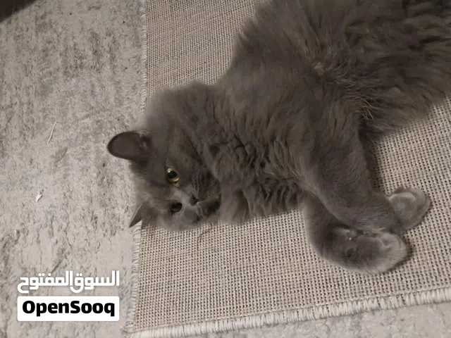 انثى بريتش بيور