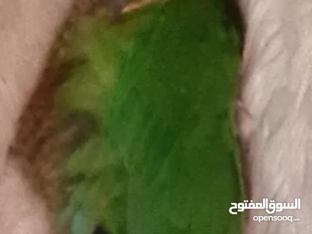 مطلوب ببغاء جرين شيك زق يدوي او فرخ
