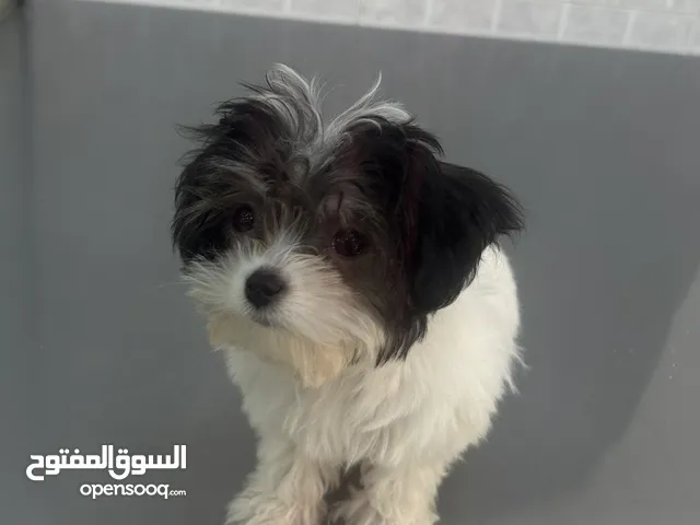3 months-old Teacup Maltipoo male puppy for sale in UAE- super cute Active loving Family- Friendly