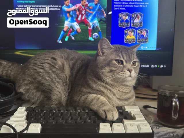 قطط للتبني لمدة شهرين لدواعي السفر- cats for adoption for 2 months because of traveling