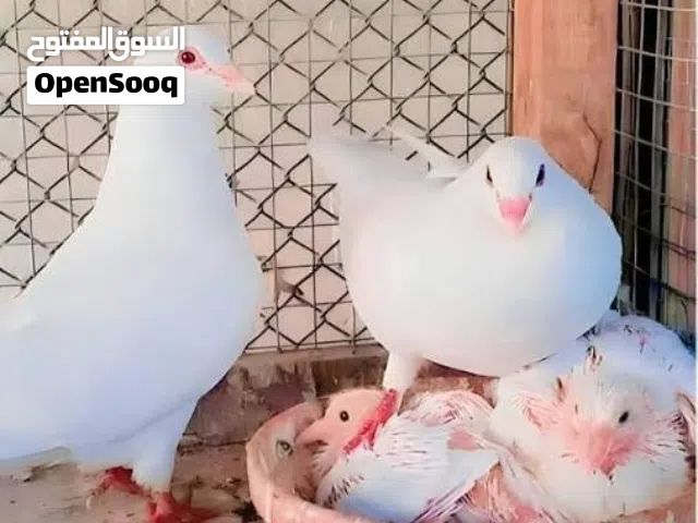 مطلوب حمام فرنسي لاحم بدون تهجين ويكون بيور احجام