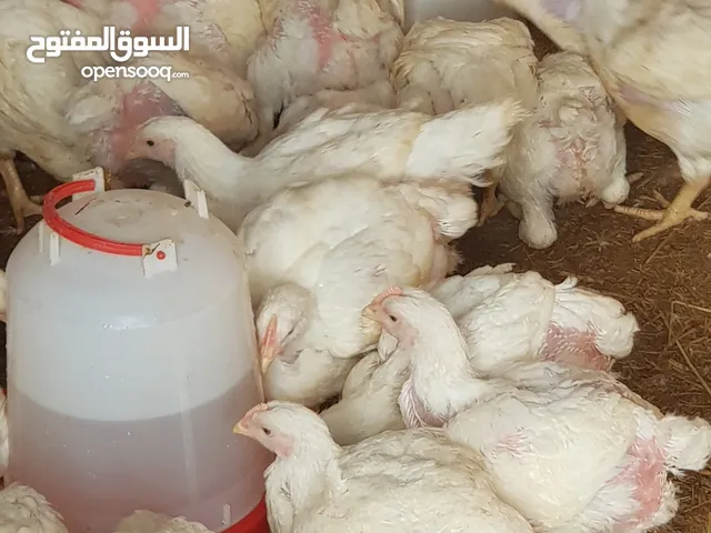 دجاج ابيض لاحم للبيع للعلم باقي 30 طير