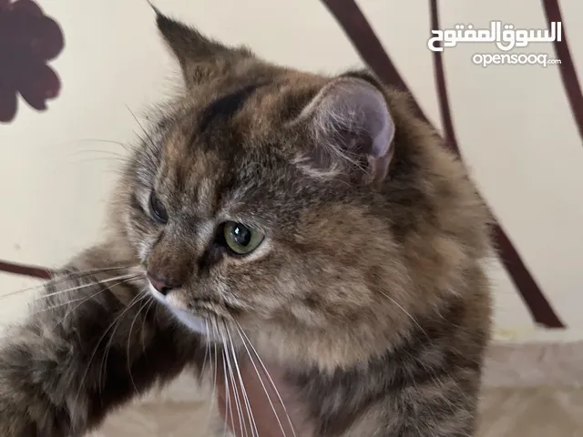 Turkish Prime female cat for adoption