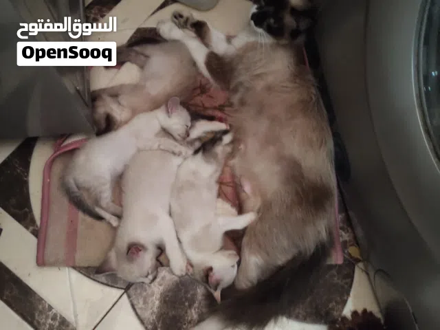 قطط سيامو الاصلي سياميس