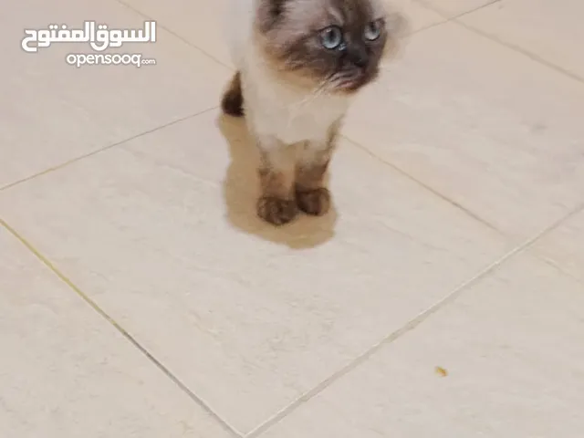 اللهم صلي ع سيدنا محمد قطه هملايا لعبوبه الاليفه جدا السعر مميز للبيع المستعجل . . .