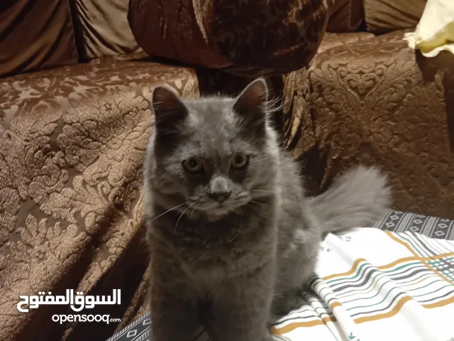قط الله يبارك