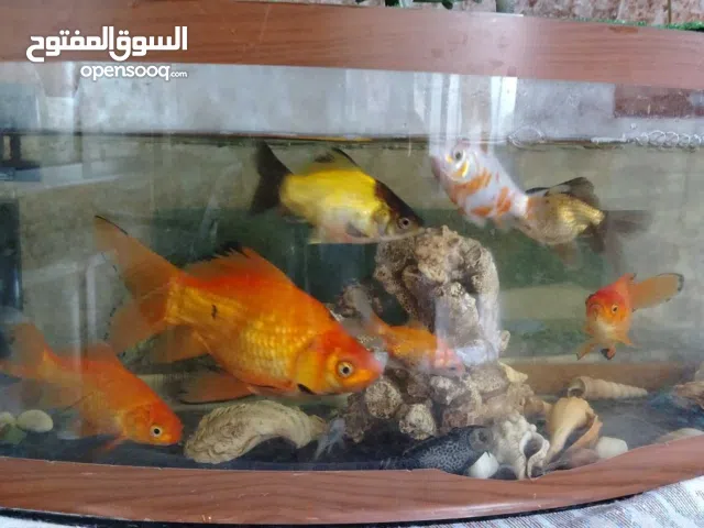 حوض سمك كامل مع فلتر كبير  9 سمكات وزباله 1