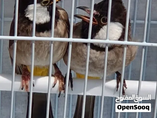 ذكرين بلبل عراقي