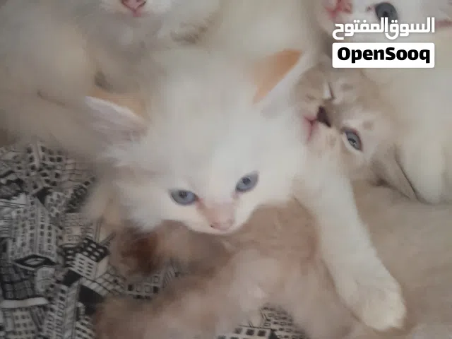 قط ذكر لون أبيض 25 ريال العمر شهر ونص
