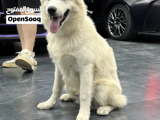 Male Husky هاسكي ذكر
