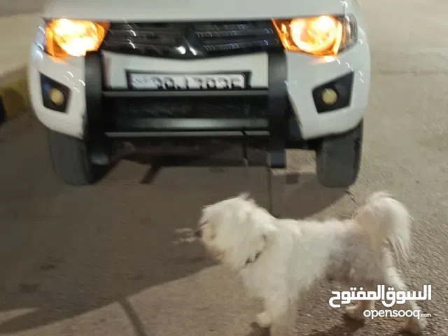 كلب مالتيز اصلي اقرأ الوصف