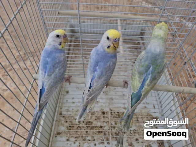 تلاتة دكورة رينبو درجة