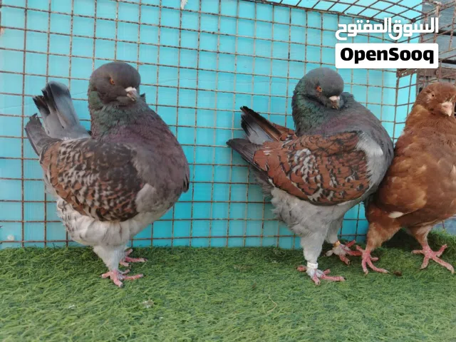 حمام مدينه أمريكي