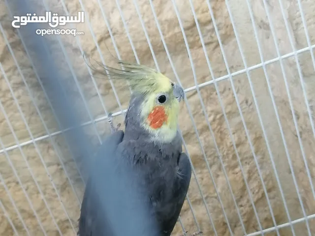 جوز كوكتيل مع قفصهم الذكر سكني للبيع
