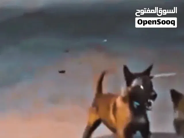 كلب بلجم مالينوه