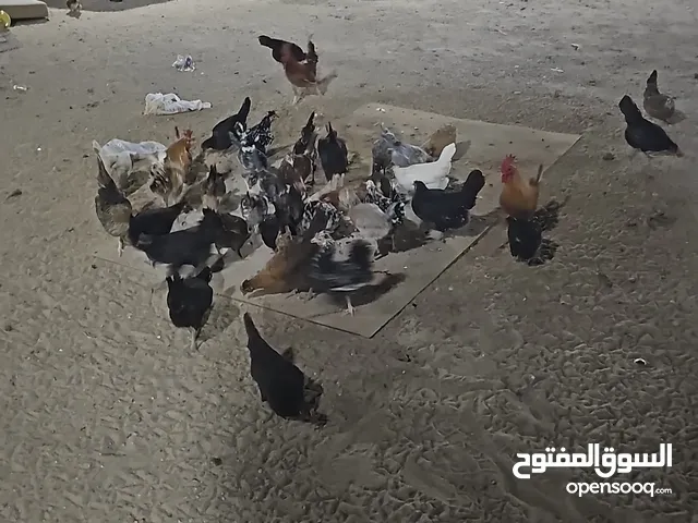 للبيع صيصان عربي ترثه قديمه العمر اسبوعين