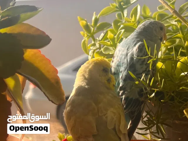 عصفور البادجي للبيع 130 دينار