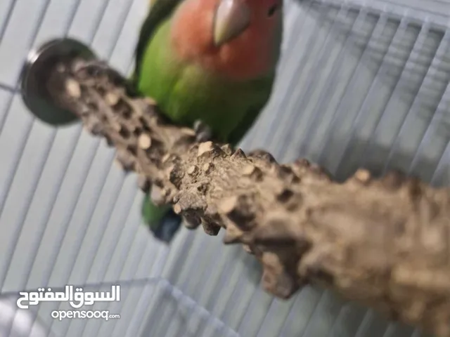 طيور روز ذكر وانثى بحاله ممتازة