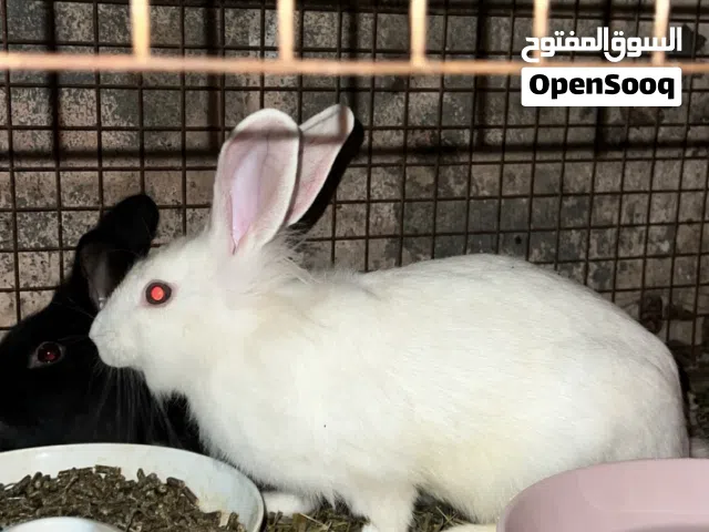 أرانب للبيع