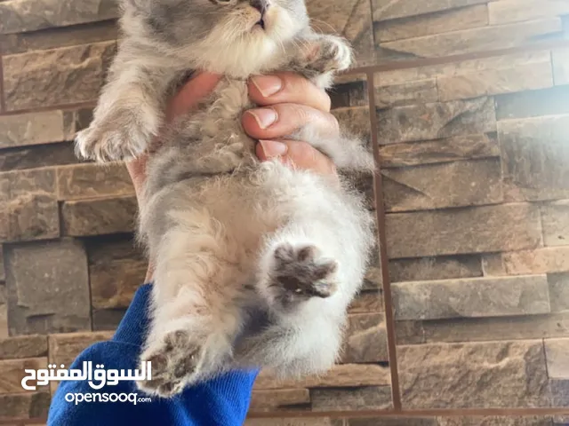 قطط سكوتش فولد للبيع