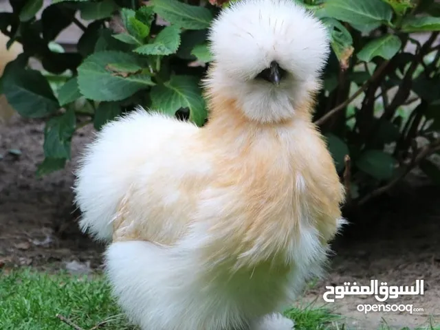 متوفر انتاجات دجاج السلكي القطني