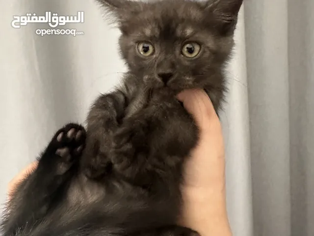 Mainecoon and Siamese cross kitten for urgent for families with prior experience with cats