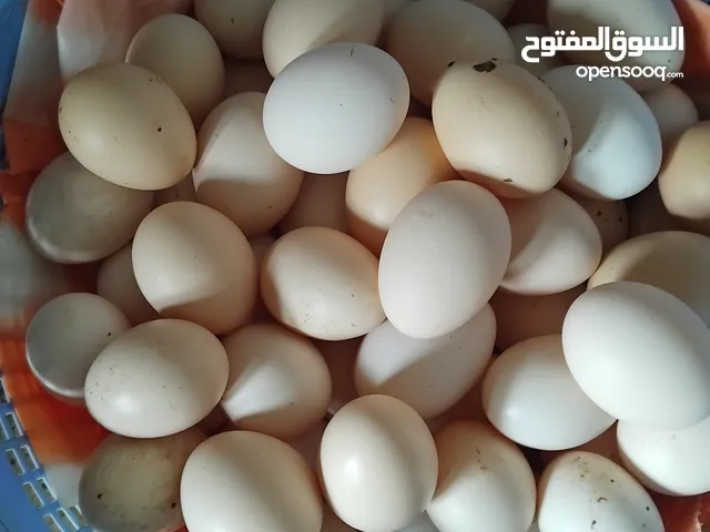 مكملات غذائيه