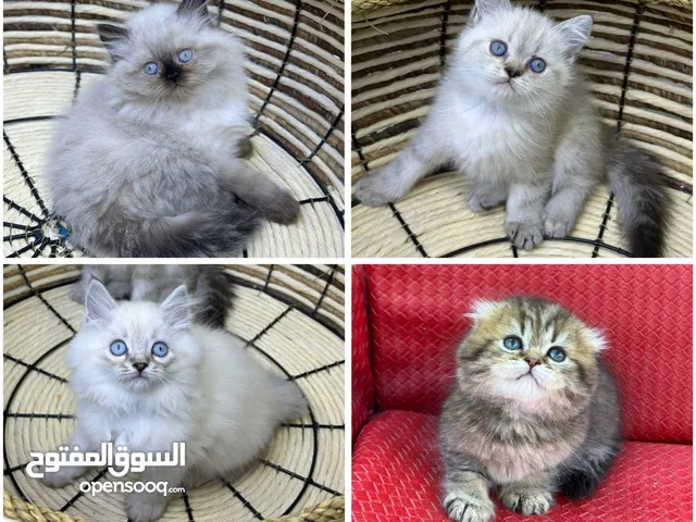 هملايا اكثر من لون ( شاهد الوصف ) (الي مهتم يرن )