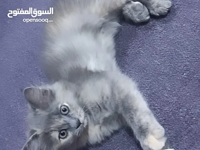 Turned Three months old today. Persian kittens (14/4/2025) Loving Playful Eat everything dry