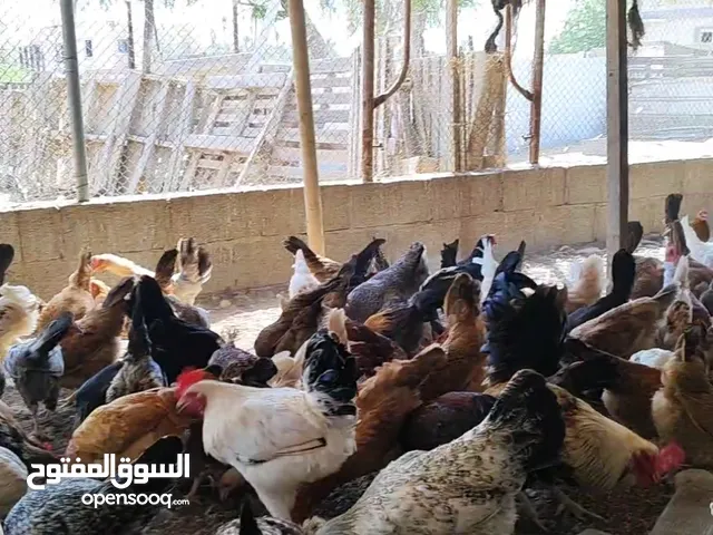 دجاج عماني تهجين فرنسي بياض