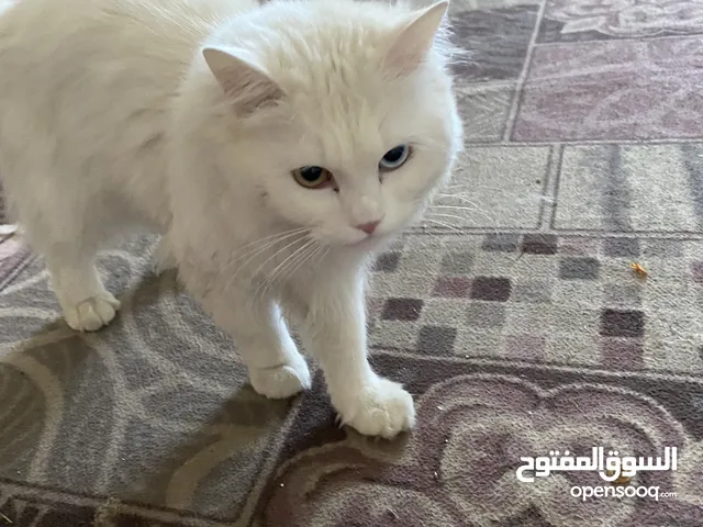 3 قطط صغار عمر شهرين وقط شيرزاي عمر سنه الابيض