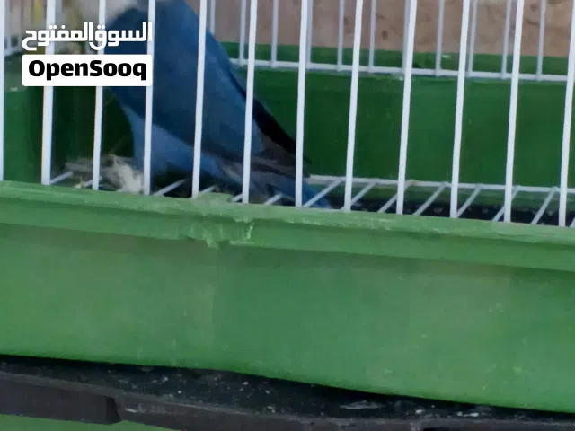 متاح نتايه بلو ربي يبارك