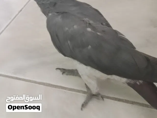 تيمنا للبيع