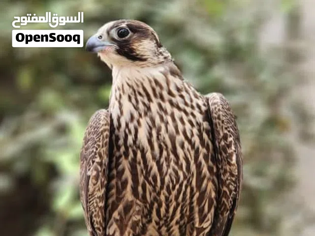 نوفر لكم كل ماتحتاجون من المصانع الايرانيه الي جميع التجار في السلطنه
