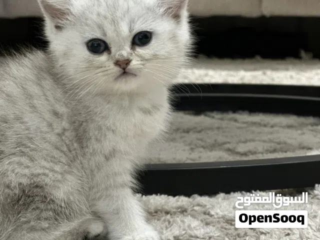 قط سكوتش انثى لعبه  عمر شهرين لون مميز بسعر 90 مع كل اغراضها واكلها رويال كانن مبارح نفتح جديد لسا