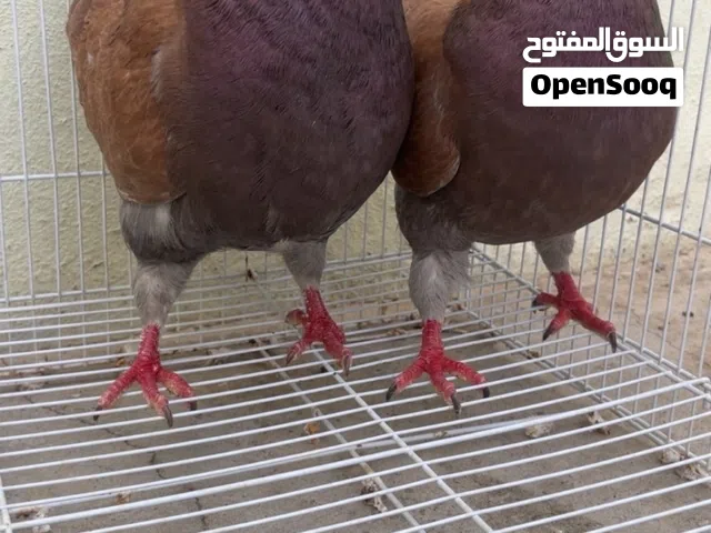 حقم المدينه ازواج منتجه 100/100