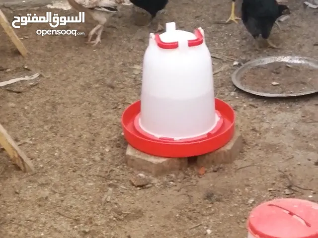 دجاج عرب الرس القديم كويتي دماء نقيه 100% امهات استيراد اعمار 7 اشهر اول مبياض الهن صحه خير من الله