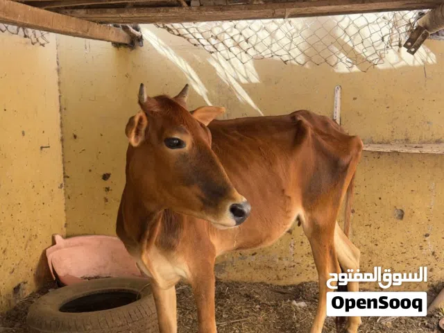 بقره مع ابنها للبيع