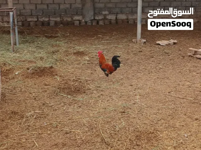 دواجن محليات