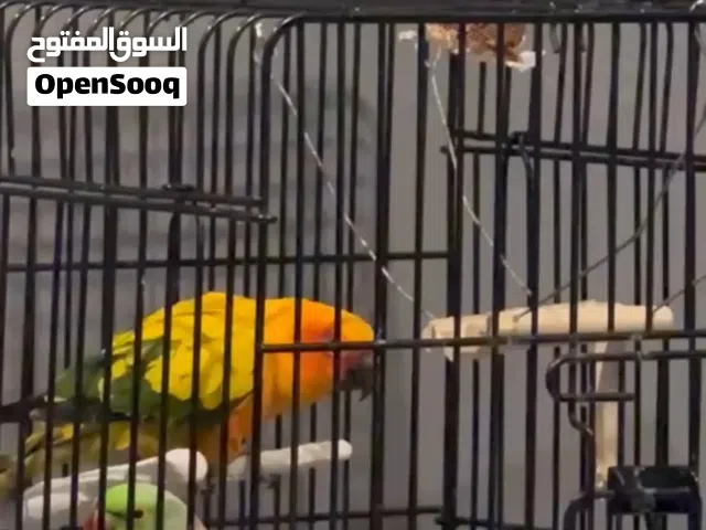 دره متكلم وسن كنيور
