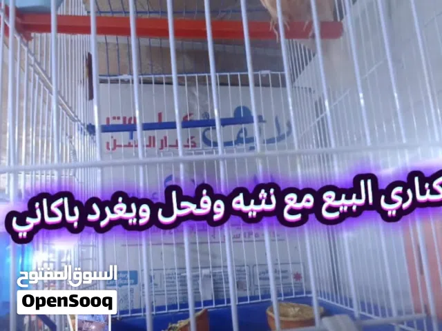 كناري شيرازي للبيع نثيه وفحل مغرد