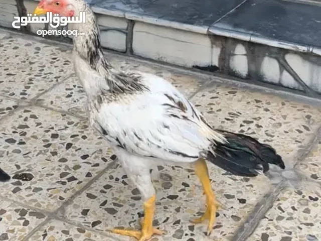 مخلف للمراوس بدجاجه