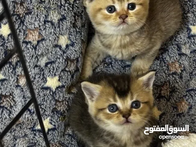 قطط شانشيلا مستوى عالي و جيد Scottish Straight Golden Chinchilla NY11