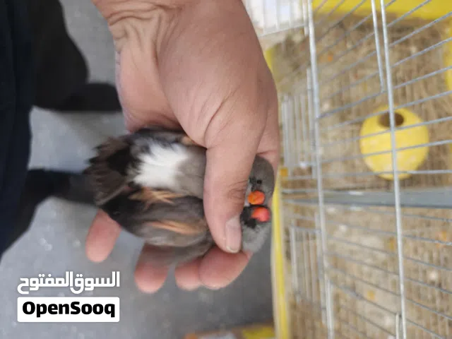 جوز جنة شاركل بداية انتاج