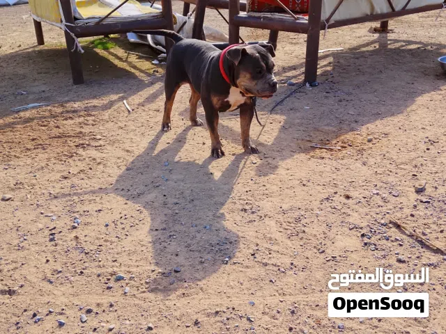 انثي بيتبول